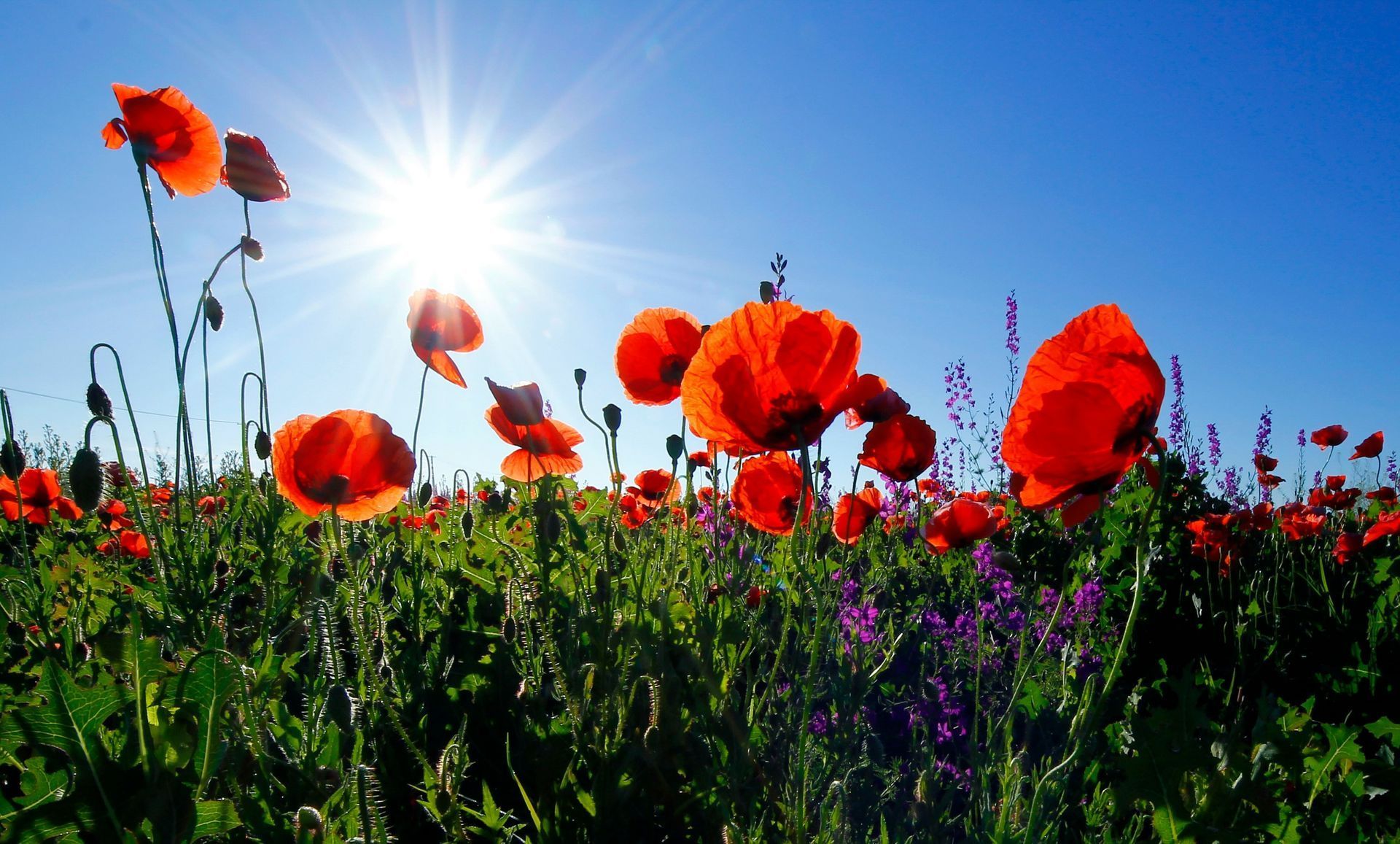 Veldbloemen in de natuur